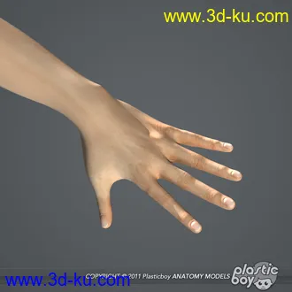 人体器官模型,男女人物解剖模型,人类肌肉骨骼神经内脏模型,maya,max,c4d的图片10
