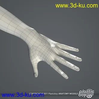 人体器官模型,男女人物解剖模型,人类肌肉骨骼神经内脏模型,maya,max,c4d的图片11