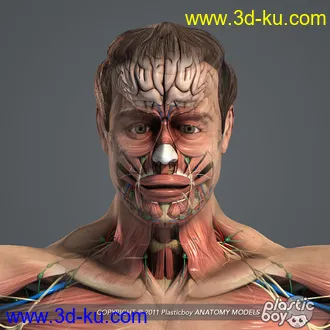 人体器官模型,男女人物解剖模型,人类肌肉骨骼神经内脏模型,maya,max,c4d的图片12