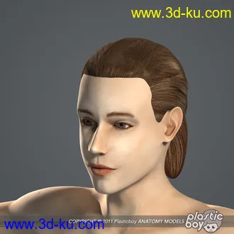 人体器官模型,男女人物解剖模型,人类肌肉骨骼神经内脏模型,maya,max,c4d的图片13