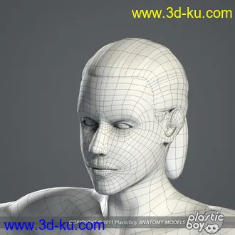 人体器官模型,男女人物解剖模型,人类肌肉骨骼神经内脏模型,maya,max,c4d的图片15