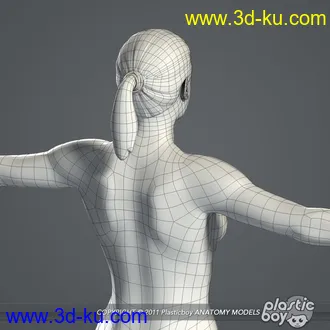 人体器官模型,男女人物解剖模型,人类肌肉骨骼神经内脏模型,maya,max,c4d的图片16