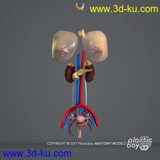 人体器官模型,男女人物解剖模型,人类肌肉骨骼神经内脏模型,maya,max,c4d的图片18