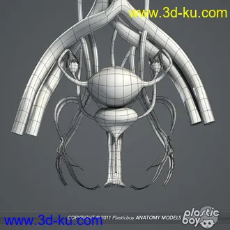 人体器官模型,男女人物解剖模型,人类肌肉骨骼神经内脏模型,maya,max,c4d的图片19