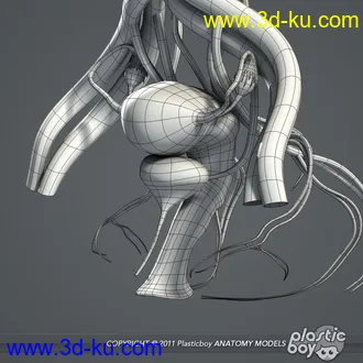 人体器官模型,男女人物解剖模型,人类肌肉骨骼神经内脏模型,maya,max,c4d的图片21