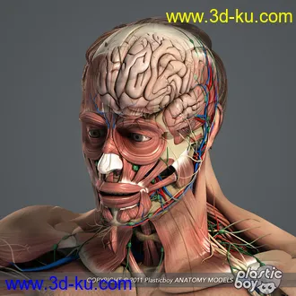 人体器官模型,男女人物解剖模型,人类肌肉骨骼神经内脏模型,maya,max,c4d的图片24