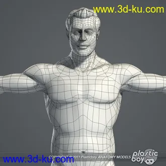 人体器官模型,男女人物解剖模型,人类肌肉骨骼神经内脏模型,maya,max,c4d的图片25