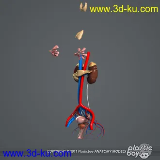 人体器官模型,男女人物解剖模型,人类肌肉骨骼神经内脏模型,maya,max,c4d的图片26