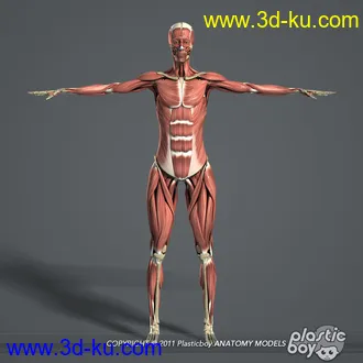 人体器官模型,男女人物解剖模型,人类肌肉骨骼神经内脏模型,maya,max,c4d的图片27