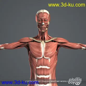 人体器官模型,男女人物解剖模型,人类肌肉骨骼神经内脏模型,maya,max,c4d的图片29