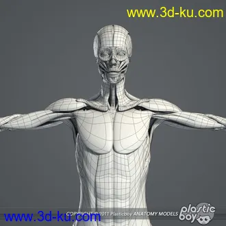 人体器官模型,男女人物解剖模型,人类肌肉骨骼神经内脏模型,maya,max,c4d的图片30