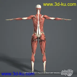 人体器官模型,男女人物解剖模型,人类肌肉骨骼神经内脏模型,maya,max,c4d的图片31