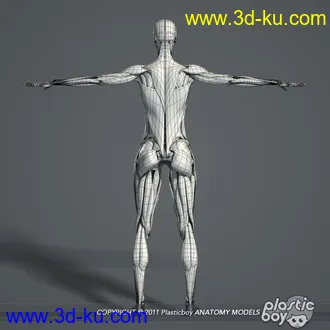 人体器官模型,男女人物解剖模型,人类肌肉骨骼神经内脏模型,maya,max,c4d的图片32