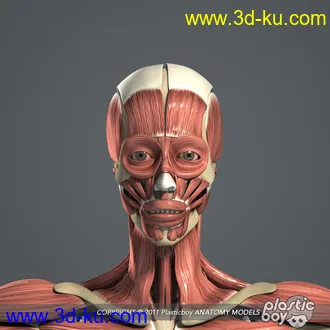 人体器官模型,男女人物解剖模型,人类肌肉骨骼神经内脏模型,maya,max,c4d的图片33