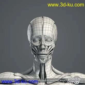 人体器官模型,男女人物解剖模型,人类肌肉骨骼神经内脏模型,maya,max,c4d的图片34