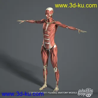 人体器官模型,男女人物解剖模型,人类肌肉骨骼神经内脏模型,maya,max,c4d的图片35
