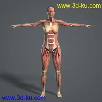 人体器官模型,男女人物解剖模型,人类肌肉骨骼神经内脏模型,maya,max,c4d的图片36