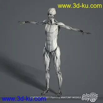 人体器官模型,男女人物解剖模型,人类肌肉骨骼神经内脏模型,maya,max,c4d的图片38