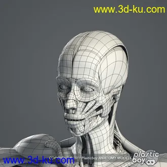 人体器官模型,男女人物解剖模型,人类肌肉骨骼神经内脏模型,maya,max,c4d的图片40