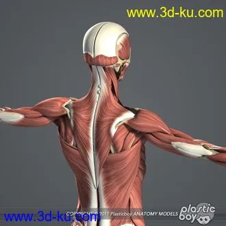 人体器官模型,男女人物解剖模型,人类肌肉骨骼神经内脏模型,maya,max,c4d的图片41