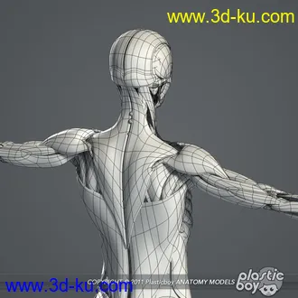 人体器官模型,男女人物解剖模型,人类肌肉骨骼神经内脏模型,maya,max,c4d的图片42