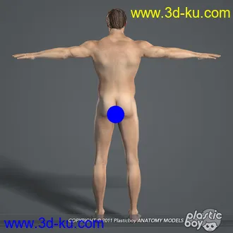 人体器官模型,男女人物解剖模型,人类肌肉骨骼神经内脏模型,maya,max,c4d的图片47