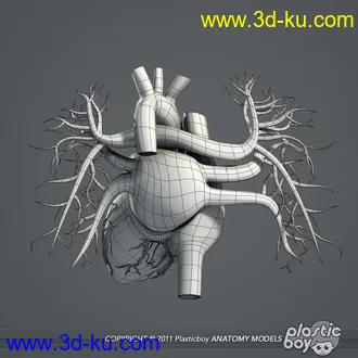 人体器官模型,男女人物解剖模型,人类肌肉骨骼神经内脏模型,maya,max,c4d的图片48