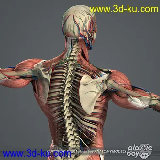 人体器官模型,男女人物解剖模型,人类肌肉骨骼神经内脏模型,maya,max,c4d的图片49