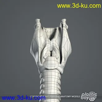 人体器官模型,男女人物解剖模型,人类肌肉骨骼神经内脏模型,maya,max,c4d的图片53