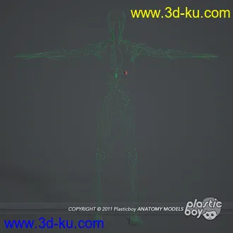 人体器官模型,男女人物解剖模型,人类肌肉骨骼神经内脏模型,maya,max,c4d的图片56