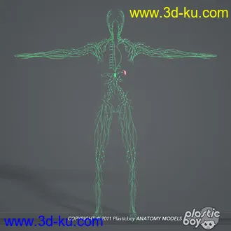 人体器官模型,男女人物解剖模型,人类肌肉骨骼神经内脏模型,maya,max,c4d的图片57