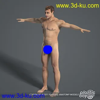 人体器官模型,男女人物解剖模型,人类肌肉骨骼神经内脏模型,maya,max,c4d的图片58