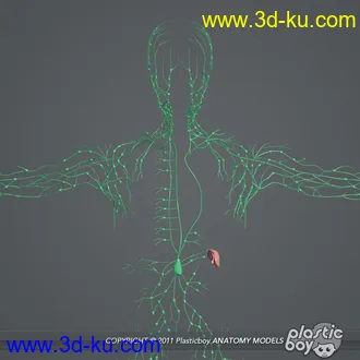 人体器官模型,男女人物解剖模型,人类肌肉骨骼神经内脏模型,maya,max,c4d的图片59