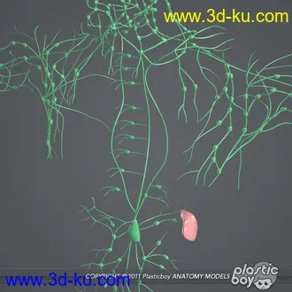 人体器官模型,男女人物解剖模型,人类肌肉骨骼神经内脏模型,maya,max,c4d的图片60