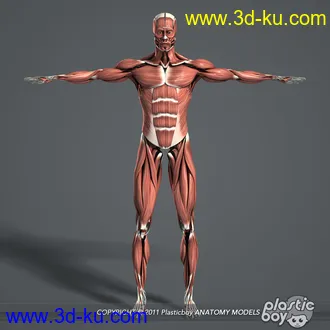 人体器官模型,男女人物解剖模型,人类肌肉骨骼神经内脏模型,maya,max,c4d的图片62