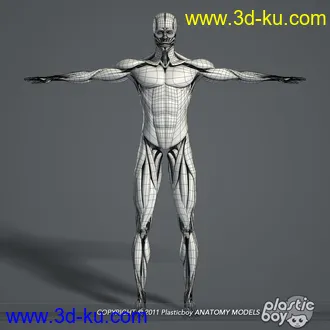 人体器官模型,男女人物解剖模型,人类肌肉骨骼神经内脏模型,maya,max,c4d的图片63