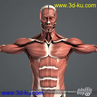 人体器官模型,男女人物解剖模型,人类肌肉骨骼神经内脏模型,maya,max,c4d的图片64