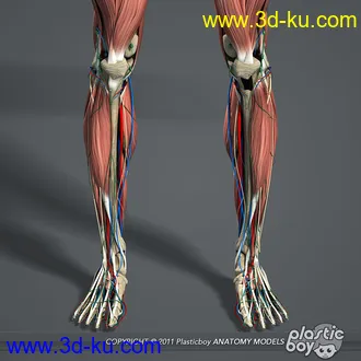 人体器官模型,男女人物解剖模型,人类肌肉骨骼神经内脏模型,maya,max,c4d的图片65