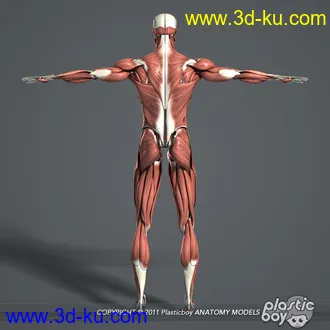 人体器官模型,男女人物解剖模型,人类肌肉骨骼神经内脏模型,maya,max,c4d的图片66