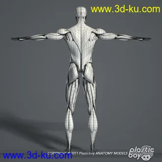 人体器官模型,男女人物解剖模型,人类肌肉骨骼神经内脏模型,maya,max,c4d的图片67