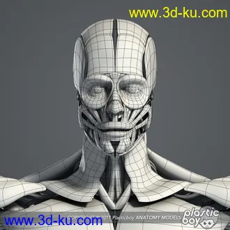 人体器官模型,男女人物解剖模型,人类肌肉骨骼神经内脏模型,maya,max,c4d的图片68