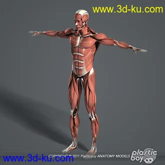 人体器官模型,男女人物解剖模型,人类肌肉骨骼神经内脏模型,maya,max,c4d的图片69