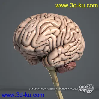 人体器官模型,男女人物解剖模型,人类肌肉骨骼神经内脏模型,maya,max,c4d的图片70
