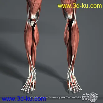 人体器官模型,男女人物解剖模型,人类肌肉骨骼神经内脏模型,maya,max,c4d的图片71