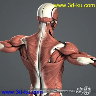 人体器官模型,男女人物解剖模型,人类肌肉骨骼神经内脏模型,maya,max,c4d的图片74