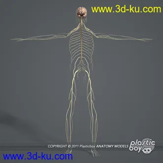 人体器官模型,男女人物解剖模型,人类肌肉骨骼神经内脏模型,maya,max,c4d的图片75