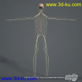 人体器官模型,男女人物解剖模型,人类肌肉骨骼神经内脏模型,maya,max,c4d的图片77