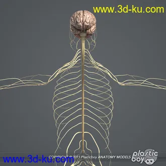人体器官模型,男女人物解剖模型,人类肌肉骨骼神经内脏模型,maya,max,c4d的图片78