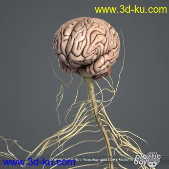 人体器官模型,男女人物解剖模型,人类肌肉骨骼神经内脏模型,maya,max,c4d的图片79