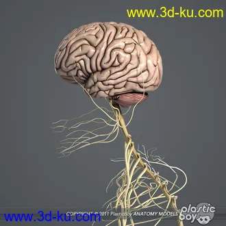 人体器官模型,男女人物解剖模型,人类肌肉骨骼神经内脏模型,maya,max,c4d的图片80